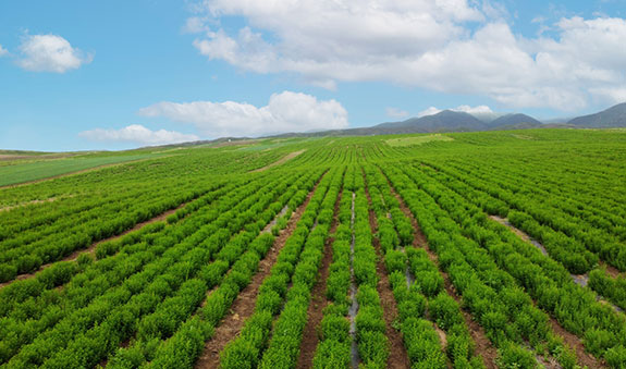 �������ǲ�(�й���)�ٷ���վ