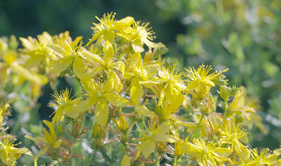 �������ǲ�(�й���)�ٷ���վ